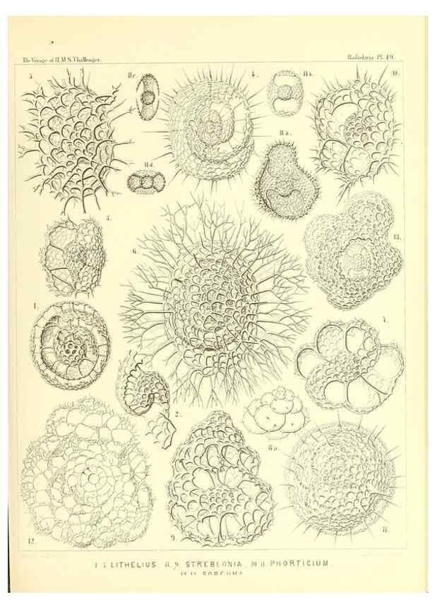 Reproducción/Reproduction 36926242822: Report on the scientific results of the voyage of H.M.S. Challenger during the years 1873-76 under the command of Captain George S. Nares .... Edinburgh :Neill,1880-1895.