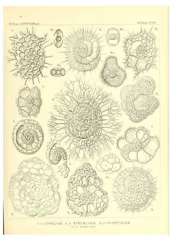 Reproducción/Reproduction 36926242822: Report on the scientific results of the voyage of H.M.S. Challenger during the years 1873-76 under the command of Captain George S. Nares .... Edinburgh :Neill,1880-1895.