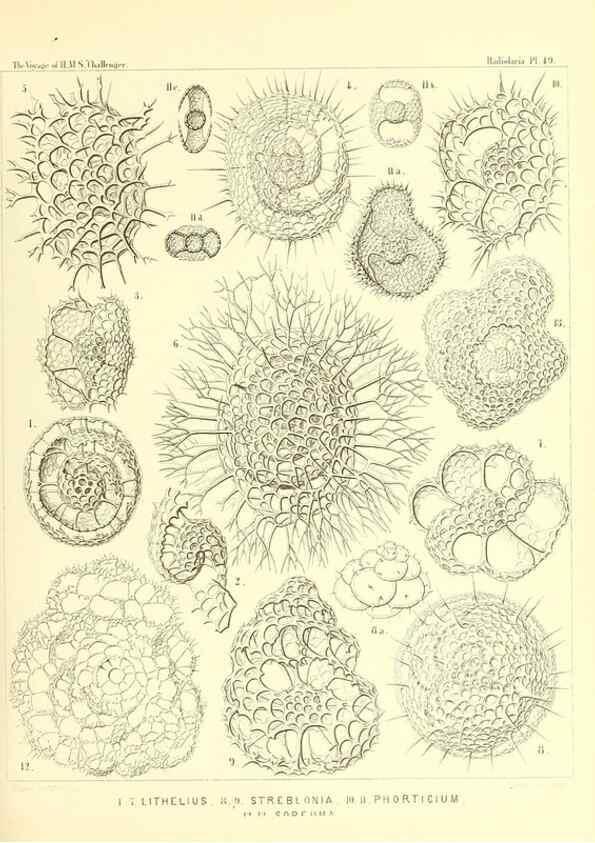 Reproducción/Reproduction 36926242822: Report on the scientific results of the voyage of H.M.S. Challenger during the years 1873-76 under the command of Captain George S. Nares .... Edinburgh :Neill,1880-1895.