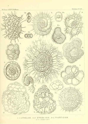 Reproducción/Reproduction 36926242822: Report on the scientific results of the voyage of H.M.S. Challenger during the years 1873-76 under the command of Captain George S. Nares .... Edinburgh :Neill,1880-1895.