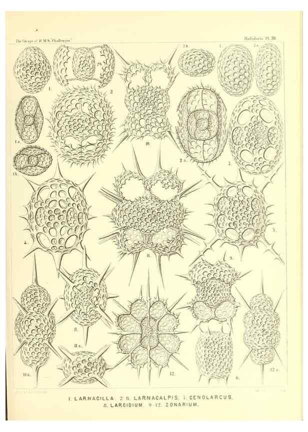 Reproducción/Reproduction 36926244162: Report on the scientific results of the voyage of H.M.S. Challenger during the years 1873-76 under the command of Captain George S. Nares .... Edinburgh :Neill,1880-1895.