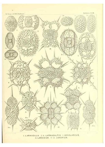 Reproducción/Reproduction 36926244162: Report on the scientific results of the voyage of H.M.S. Challenger during the years 1873-76 under the command of Captain George S. Nares .... Edinburgh :Neill,1880-1895.