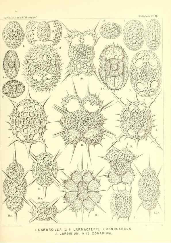 Reproducción/Reproduction 36926244162: Report on the scientific results of the voyage of H.M.S. Challenger during the years 1873-76 under the command of Captain George S. Nares .... Edinburgh :Neill,1880-1895.