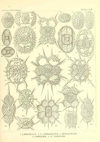 Reproducción/Reproduction 36926244162: Report on the scientific results of the voyage of H.M.S. Challenger during the years 1873-76 under the command of Captain George S. Nares .... Edinburgh :Neill,1880-1895.