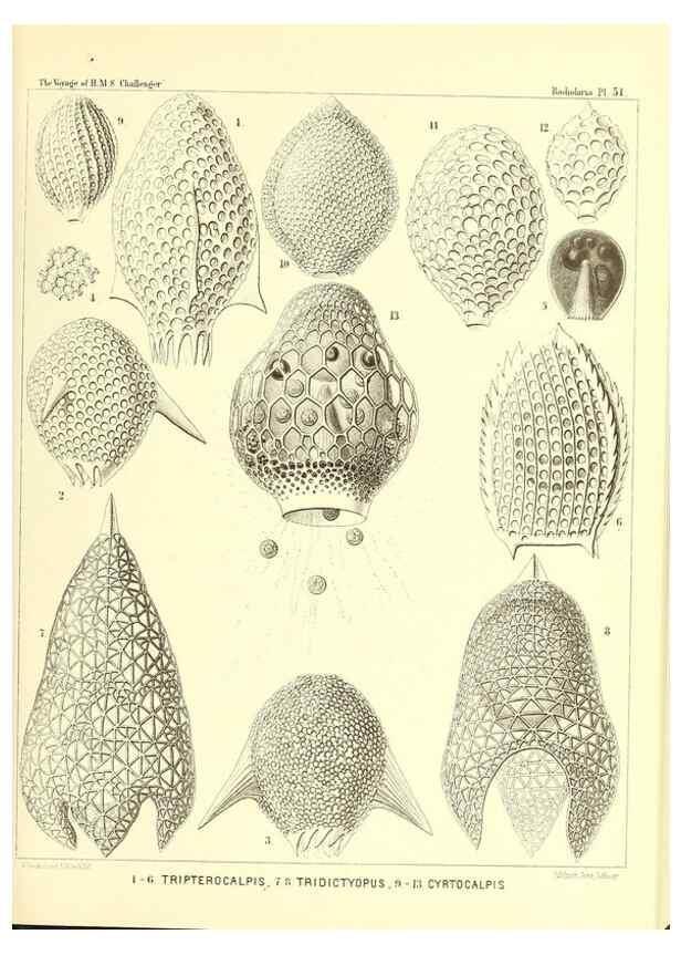 Reproducción/Reproduction 37096601925: Report on the scientific results of the voyage of H.M.S. Challenger during the years 1873-76 under the command of Captain George S. Nares .... Edinburgh :Neill,1880-1895.