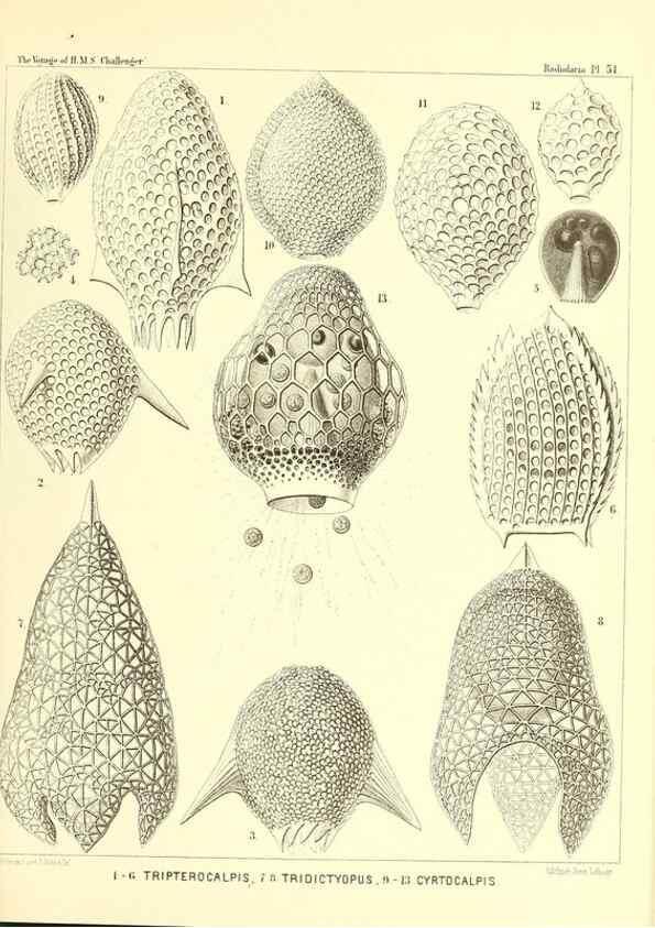 Reproducción/Reproduction 37096601925: Report on the scientific results of the voyage of H.M.S. Challenger during the years 1873-76 under the command of Captain George S. Nares .... Edinburgh :Neill,1880-1895.