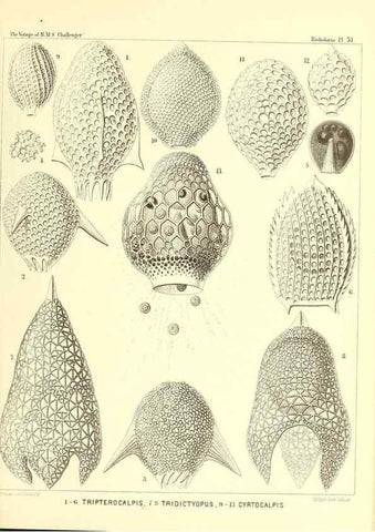 Reproducción/Reproduction 37096601925: Report on the scientific results of the voyage of H.M.S. Challenger during the years 1873-76 under the command of Captain George S. Nares .... Edinburgh :Neill,1880-1895.