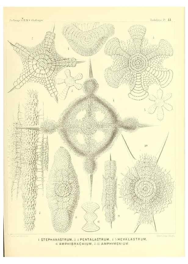 Reproducción/Reproduction 36926235902: Report on the scientific results of the voyage of H.M.S. Challenger during the years 1873-76 under the command of Captain George S. Nares .... Edinburgh :Neill,1880-1895.