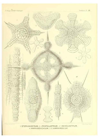 Reproducción/Reproduction 36926235902: Report on the scientific results of the voyage of H.M.S. Challenger during the years 1873-76 under the command of Captain George S. Nares .... Edinburgh :Neill,1880-1895.