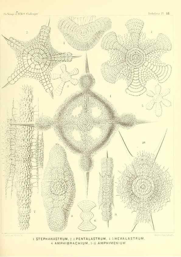 Reproducción/Reproduction 36926235902: Report on the scientific results of the voyage of H.M.S. Challenger during the years 1873-76 under the command of Captain George S. Nares .... Edinburgh :Neill,1880-1895.