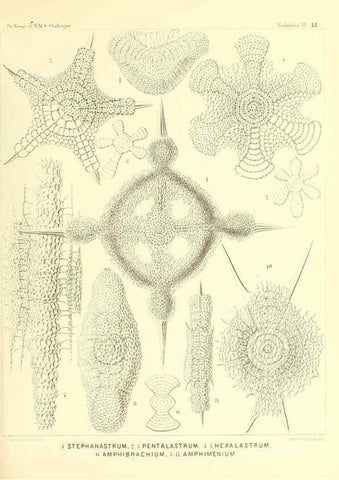 Reproducción/Reproduction 36926235902: Report on the scientific results of the voyage of H.M.S. Challenger during the years 1873-76 under the command of Captain George S. Nares .... Edinburgh :Neill,1880-1895.