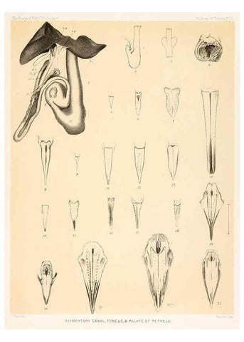 Reproducción/Reproduction 36283296743: Report on the scientific results of the voyage of H.M.S. Challenger during the years 1873-76 under the command of Captain George S. Nares .... Edinburgh :Neill,1880-1895.