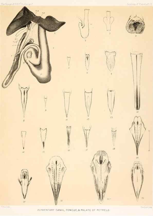 Reproducción/Reproduction 36283296743: Report on the scientific results of the voyage of H.M.S. Challenger during the years 1873-76 under the command of Captain George S. Nares .... Edinburgh :Neill,1880-1895.