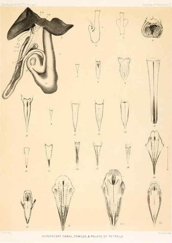 Reproducción/Reproduction 36283296743: Report on the scientific results of the voyage of H.M.S. Challenger during the years 1873-76 under the command of Captain George S. Nares .... Edinburgh :Neill,1880-1895.