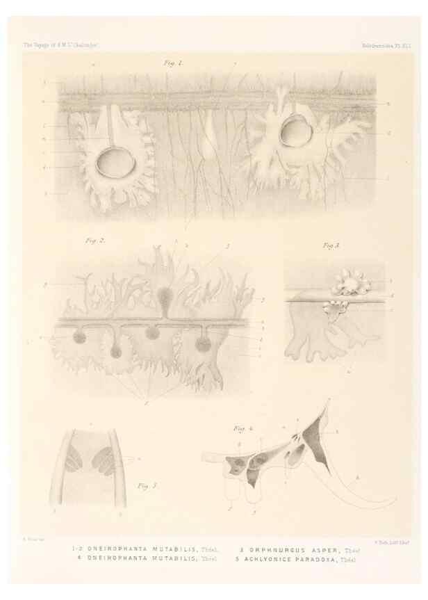 Reproducción/Reproduction 36261118004: Report on the scientific results of the voyage of H.M.S. Challenger during the years 1873-76 under the command of Captain George S. Nares .... Edinburgh :Neill,1880-1895.