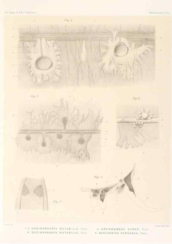 Reproducción/Reproduction 36261118004: Report on the scientific results of the voyage of H.M.S. Challenger during the years 1873-76 under the command of Captain George S. Nares .... Edinburgh :Neill,1880-1895.