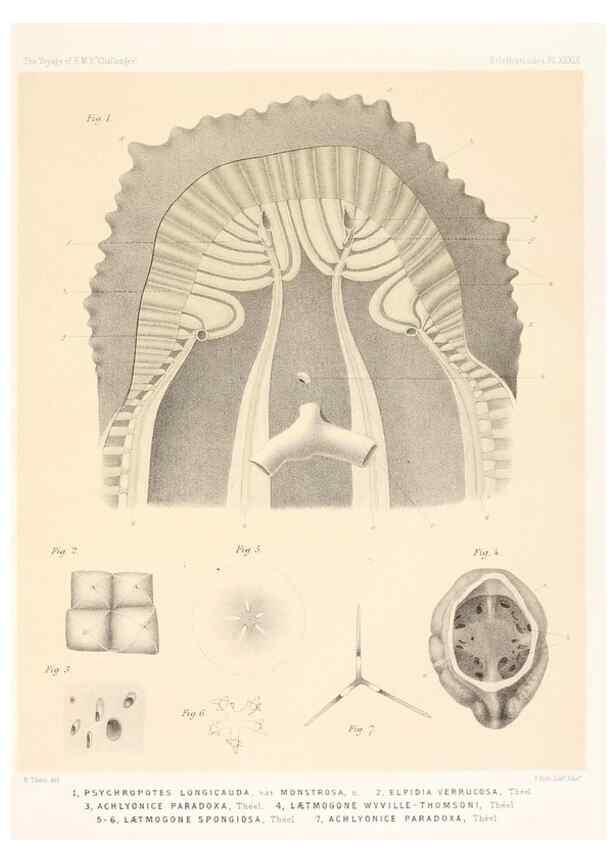 Reproducción/Reproduction 36925854002: Report on the scientific results of the voyage of H.M.S. Challenger during the years 1873-76 under the command of Captain George S. Nares .... Edinburgh :Neill,1880-1895.