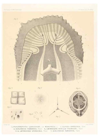 Reproducción/Reproduction 36925854002: Report on the scientific results of the voyage of H.M.S. Challenger during the years 1873-76 under the command of Captain George S. Nares .... Edinburgh :Neill,1880-1895.