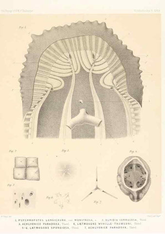 Reproducción/Reproduction 36925854002: Report on the scientific results of the voyage of H.M.S. Challenger during the years 1873-76 under the command of Captain George S. Nares .... Edinburgh :Neill,1880-1895.