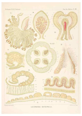 Reproducción/Reproduction 36283319123: Report on the scientific results of the voyage of H.M.S. Challenger during the years 1873-76 under the command of Captain George S. Nares .... Edinburgh :Neill,1880-1895.