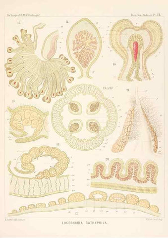Reproducción/Reproduction 36283319123: Report on the scientific results of the voyage of H.M.S. Challenger during the years 1873-76 under the command of Captain George S. Nares .... Edinburgh :Neill,1880-1895.