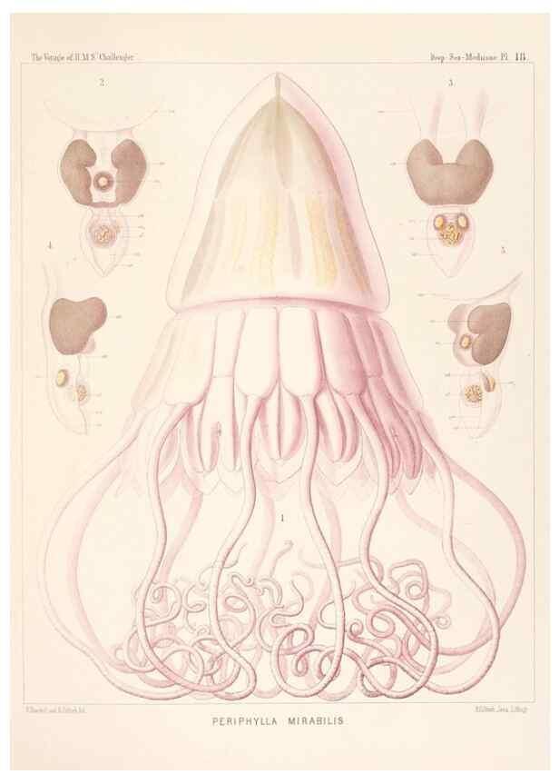 Reproducción/Reproduction 36283320173: Report on the scientific results of the voyage of H.M.S. Challenger during the years 1873-76 under the command of Captain George S. Nares .... Edinburgh :Neill,1880-1895.