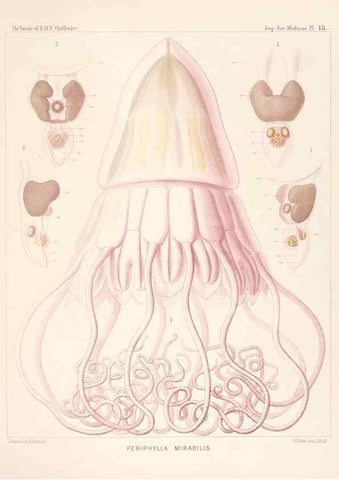 Reproducción/Reproduction 36283320173: Report on the scientific results of the voyage of H.M.S. Challenger during the years 1873-76 under the command of Captain George S. Nares .... Edinburgh :Neill,1880-1895.