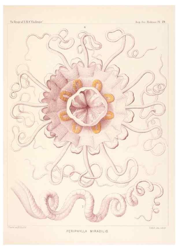 Reproducción/Reproduction 36283320923: Report on the scientific results of the voyage of H.M.S. Challenger during the years 1873-76 under the command of Captain George S. Nares .... Edinburgh :Neill,1880-1895.