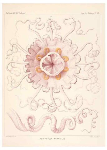 Reproducción/Reproduction 36283320923: Report on the scientific results of the voyage of H.M.S. Challenger during the years 1873-76 under the command of Captain George S. Nares .... Edinburgh :Neill,1880-1895.