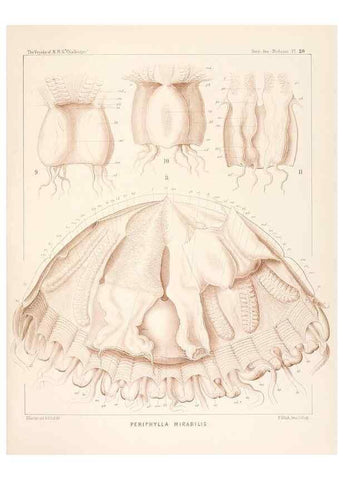 Reproducción/Reproduction 36283321953: Report on the scientific results of the voyage of H.M.S. Challenger during the years 1873-76 under the command of Captain George S. Nares .... Edinburgh :Neill,1880-1895.