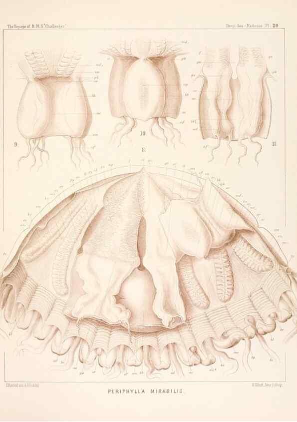 Reproducción/Reproduction 36283321953: Report on the scientific results of the voyage of H.M.S. Challenger during the years 1873-76 under the command of Captain George S. Nares .... Edinburgh :Neill,1880-1895.