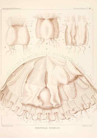 Reproducción/Reproduction 36283321953: Report on the scientific results of the voyage of H.M.S. Challenger during the years 1873-76 under the command of Captain George S. Nares .... Edinburgh :Neill,1880-1895.