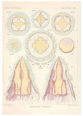 Reproducción/Reproduction 36283323013: Report on the scientific results of the voyage of H.M.S. Challenger during the years 1873-76 under the command of Captain George S. Nares .... Edinburgh :Neill,1880-1895.