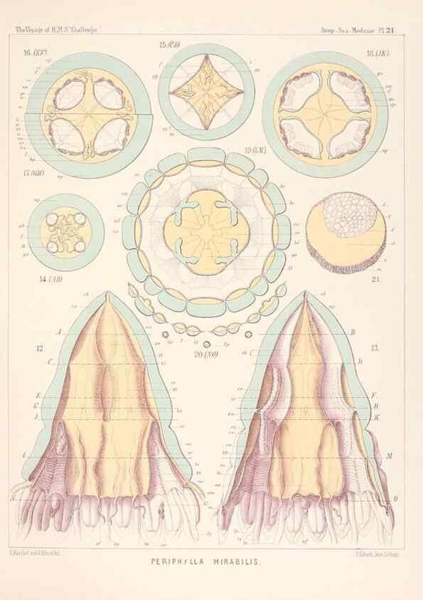 Reproducción/Reproduction 36283323013: Report on the scientific results of the voyage of H.M.S. Challenger during the years 1873-76 under the command of Captain George S. Nares .... Edinburgh :Neill,1880-1895.