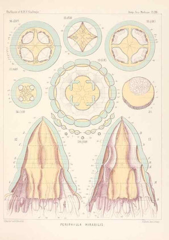 Reproducción/Reproduction 36283323013: Report on the scientific results of the voyage of H.M.S. Challenger during the years 1873-76 under the command of Captain George S. Nares .... Edinburgh :Neill,1880-1895.
