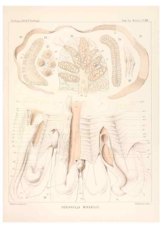 Reproducción/Reproduction 36283324143: Report on the scientific results of the voyage of H.M.S. Challenger during the years 1873-76 under the command of Captain George S. Nares .... Edinburgh :Neill,1880-1895.