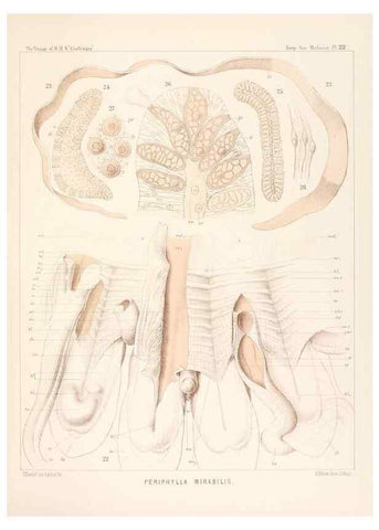 Reproducción/Reproduction 36283324143: Report on the scientific results of the voyage of H.M.S. Challenger during the years 1873-76 under the command of Captain George S. Nares .... Edinburgh :Neill,1880-1895.