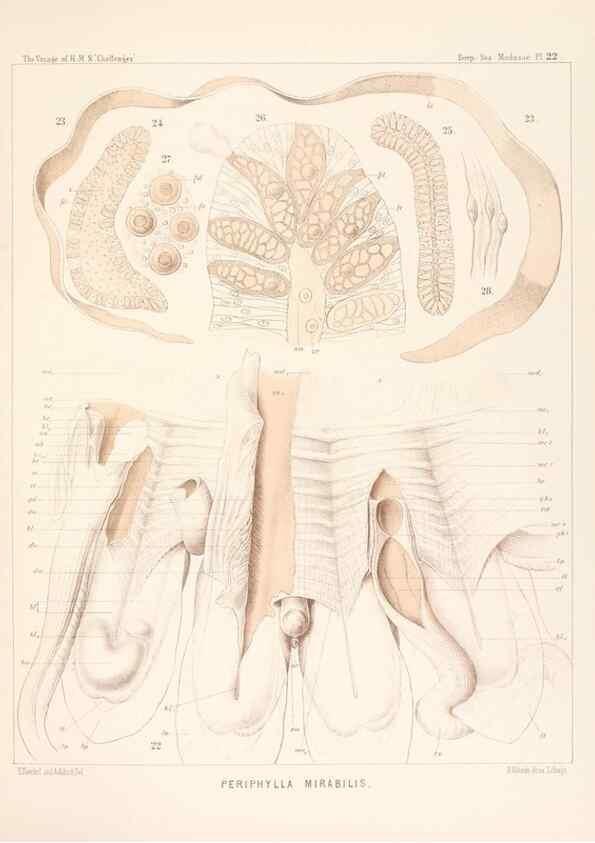 Reproducción/Reproduction 36283324143: Report on the scientific results of the voyage of H.M.S. Challenger during the years 1873-76 under the command of Captain George S. Nares .... Edinburgh :Neill,1880-1895.