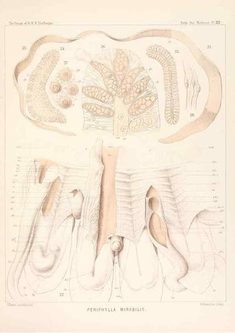 Reproducción/Reproduction 36283324143: Report on the scientific results of the voyage of H.M.S. Challenger during the years 1873-76 under the command of Captain George S. Nares .... Edinburgh :Neill,1880-1895.