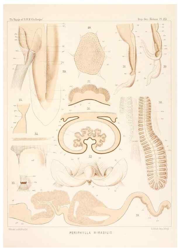 Reproducción/Reproduction 36283325103: Report on the scientific results of the voyage of H.M.S. Challenger during the years 1873-76 under the command of Captain George S. Nares .... Edinburgh :Neill,1880-1895.
