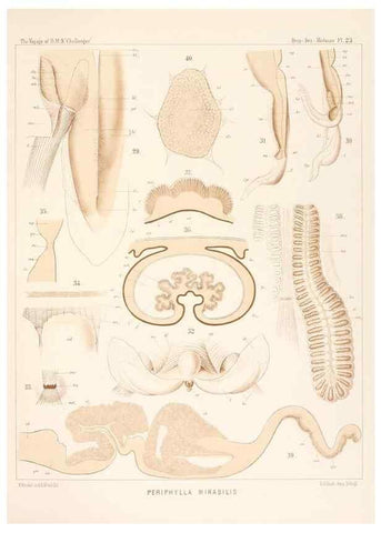 Reproducción/Reproduction 36283325103: Report on the scientific results of the voyage of H.M.S. Challenger during the years 1873-76 under the command of Captain George S. Nares .... Edinburgh :Neill,1880-1895.