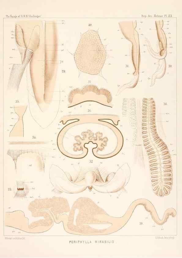 Reproducción/Reproduction 36283325103: Report on the scientific results of the voyage of H.M.S. Challenger during the years 1873-76 under the command of Captain George S. Nares .... Edinburgh :Neill,1880-1895.