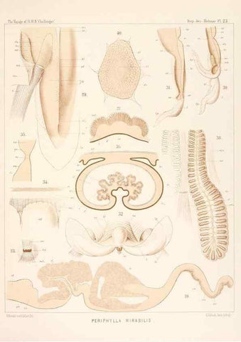 Reproducción/Reproduction 36283325103: Report on the scientific results of the voyage of H.M.S. Challenger during the years 1873-76 under the command of Captain George S. Nares .... Edinburgh :Neill,1880-1895.