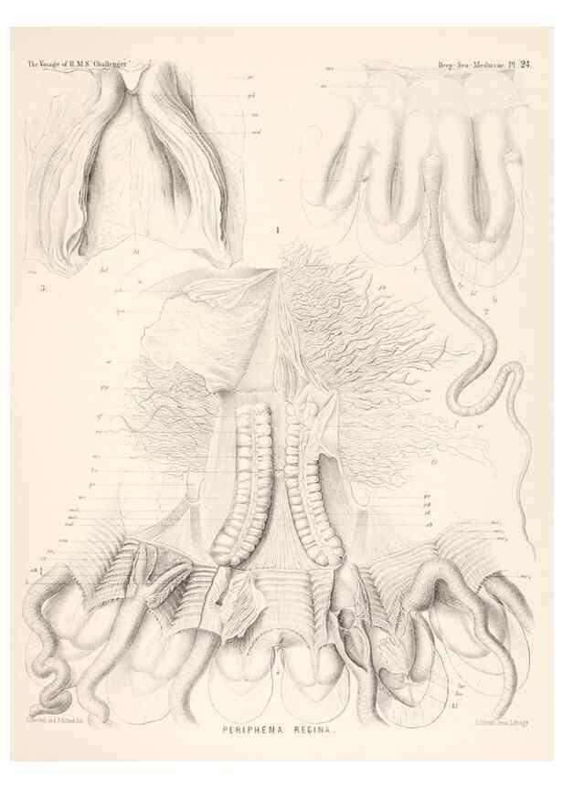 Reproducción/Reproduction 36283326313: Report on the scientific results of the voyage of H.M.S. Challenger during the years 1873-76 under the command of Captain George S. Nares .... Edinburgh :Neill,1880-1895.