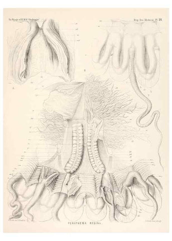 Reproducción/Reproduction 36283326313: Report on the scientific results of the voyage of H.M.S. Challenger during the years 1873-76 under the command of Captain George S. Nares .... Edinburgh :Neill,1880-1895.