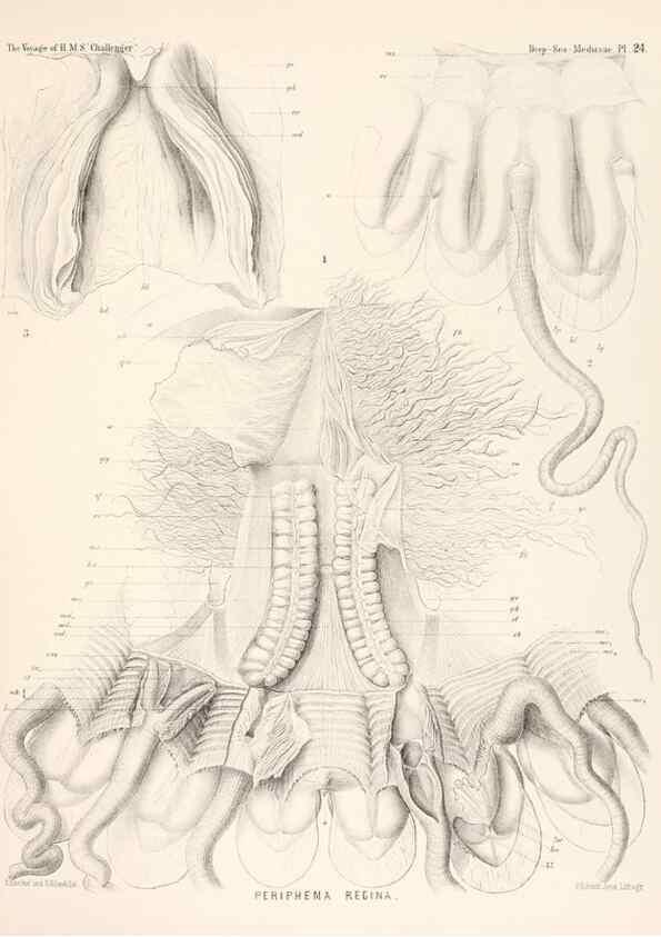 Reproducción/Reproduction 36283326313: Report on the scientific results of the voyage of H.M.S. Challenger during the years 1873-76 under the command of Captain George S. Nares .... Edinburgh :Neill,1880-1895.