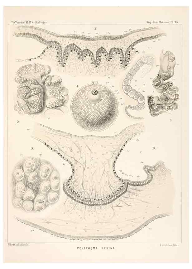 Reproducción/Reproduction 36283327563: Report on the scientific results of the voyage of H.M.S. Challenger during the years 1873-76 under the command of Captain George S. Nares .... Edinburgh :Neill,1880-1895.