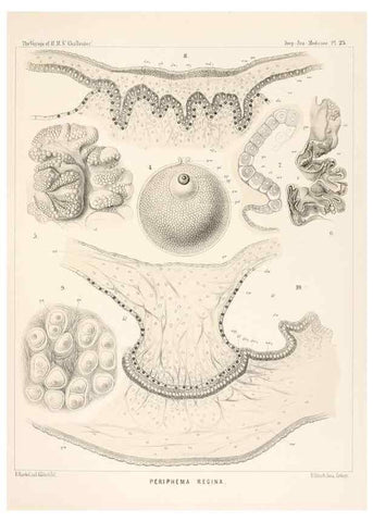 Reproducción/Reproduction 36283327563: Report on the scientific results of the voyage of H.M.S. Challenger during the years 1873-76 under the command of Captain George S. Nares .... Edinburgh :Neill,1880-1895.