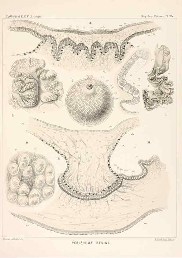 Reproducción/Reproduction 36283327563: Report on the scientific results of the voyage of H.M.S. Challenger during the years 1873-76 under the command of Captain George S. Nares .... Edinburgh :Neill,1880-1895.