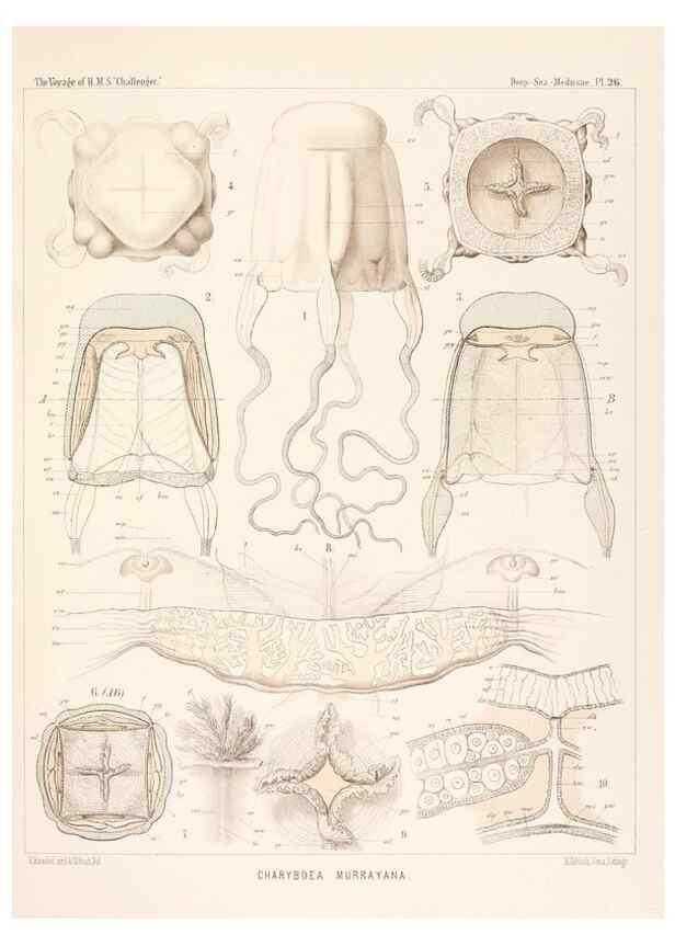 Reproducción/Reproduction 37096197435: Report on the scientific results of the voyage of H.M.S. Challenger during the years 1873-76 under the command of Captain George S. Nares .... Edinburgh :Neill,1880-1895.